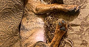 Sweetpea joined the competition — help win amazing prizes! animal, brindle, brown, couch, cozy, cushion, cute, dog, fringe, fur, indoor, nap, patterned, paw, pet, puppy, relaxed, rest, sleeping, snout