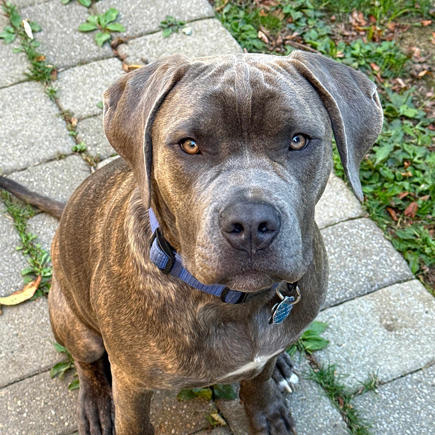 Thor joined the competition — help win amazing prizes! animal, brindle, canine, closeup, collar, daylight, dog, ears, fur, grass, leaves, looking_up, nature, outdoor, pathway, paws, pet, sitting, snout, tag