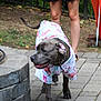 Thor is registered to the contest to win money with this photo: dog, animal, pet, clothing, shirt, flamingo_pattern, outdoor, patio, stone, fire_pit, person, legs, walking, pavement, summer, greenery, grass, casual, happy, blur