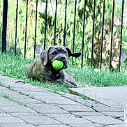Thor joined the competition — help win amazing prizes! dog, tennis_ball, grass, outdoor, playful, pet, animal, fence, greenery, relaxed, canine, mouth, resting, nature, pavement, summer, daylight, backyard, fun, companion