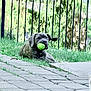 dog, tennis_ball, grass, outdoor, playful, pet, animal, fence, greenery, relaxed, canine, mouth, resting, nature, pavement, summer, daylight, backyard, fun, companion