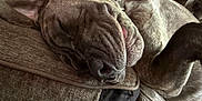 Thor joined the competition — help win amazing prizes! dog, sleeping, couch, cozy, indoors, relaxed, pet, fur, wrinkles, napping, canine, comfortable, resting, brown, snout, ears, home, animal, furniture, closeup