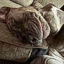 dog, sleeping, couch, cozy, indoors, relaxed, pet, fur, wrinkles, napping, canine, comfortable, resting, brown, snout, ears, home, animal, furniture, closeup