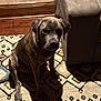 Thor joined the competition — help win amazing prizes! dog, indoor, rug, shadow, couch, brown, pet, floor, pattern, wood, animal, sitting, calm, relaxed, fur, home, comfort, quiet, cozy, resting