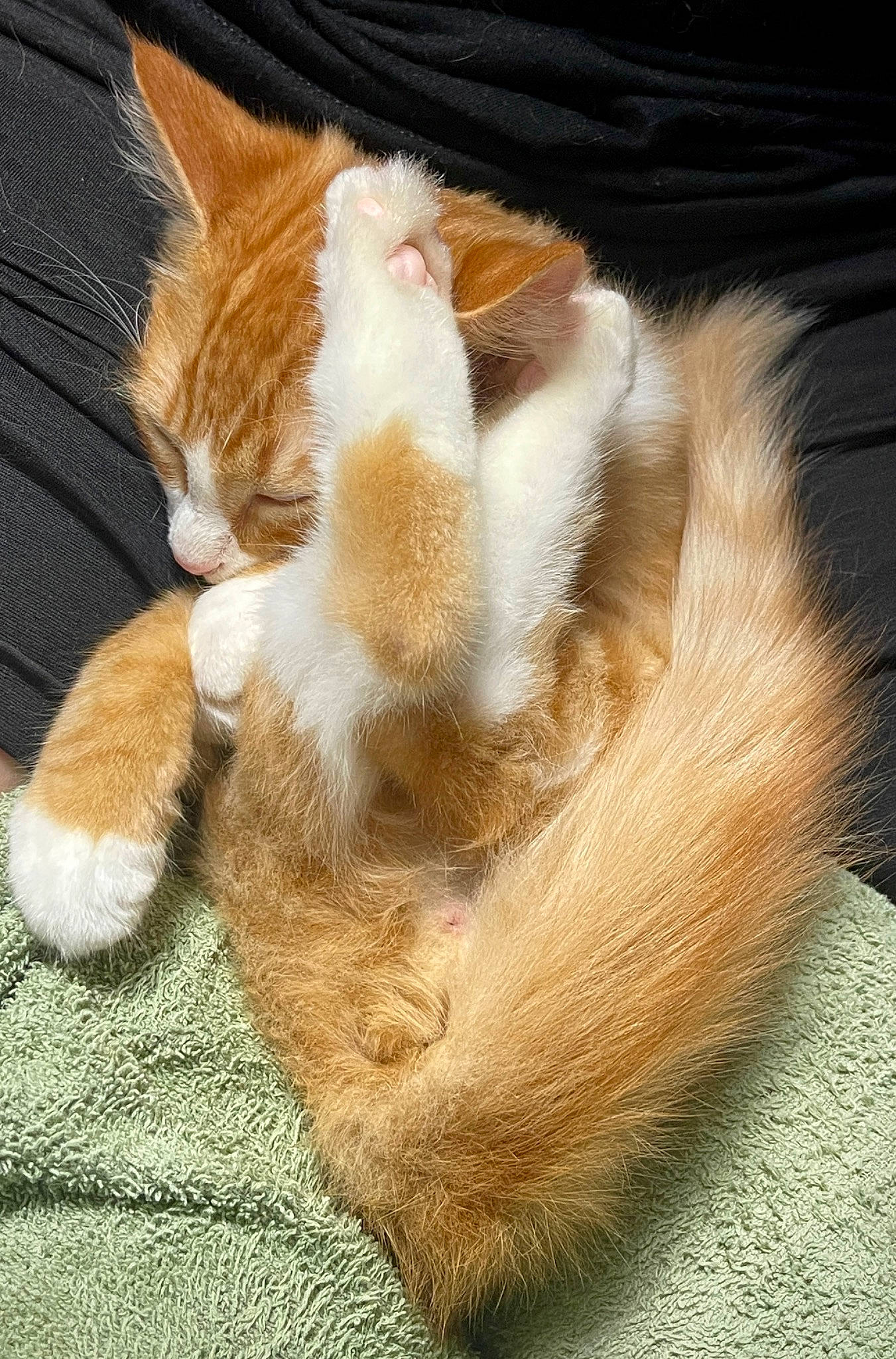 Mercury is registered to the contest to win money with this photo: carnivore, cat, claw, comfort, domestic_short_haired_cat, fawn, felidae, foot, fur, gesture, human_leg, nap, paw, sleep, small_to_medium_sized_cats, snout, tail, tree, whiskers