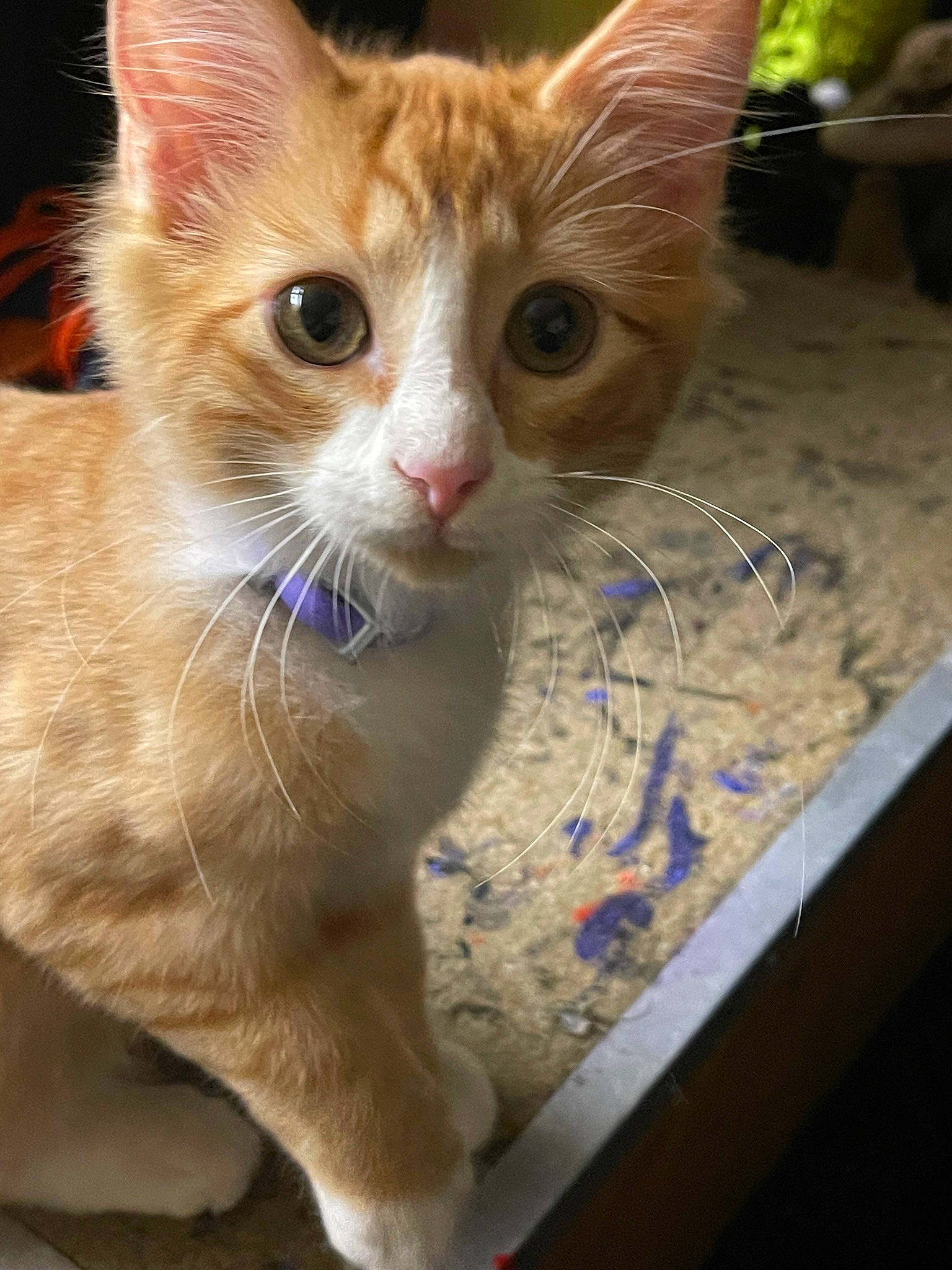 Mercury is registered to the contest to win money with this photo: box, carnivore, cat, claw, domestic_short_haired_cat, eye, fawn, felidae, fur, iris, paw, pet_supply, small_to_medium_sized_cats, snout, tail, whiskers