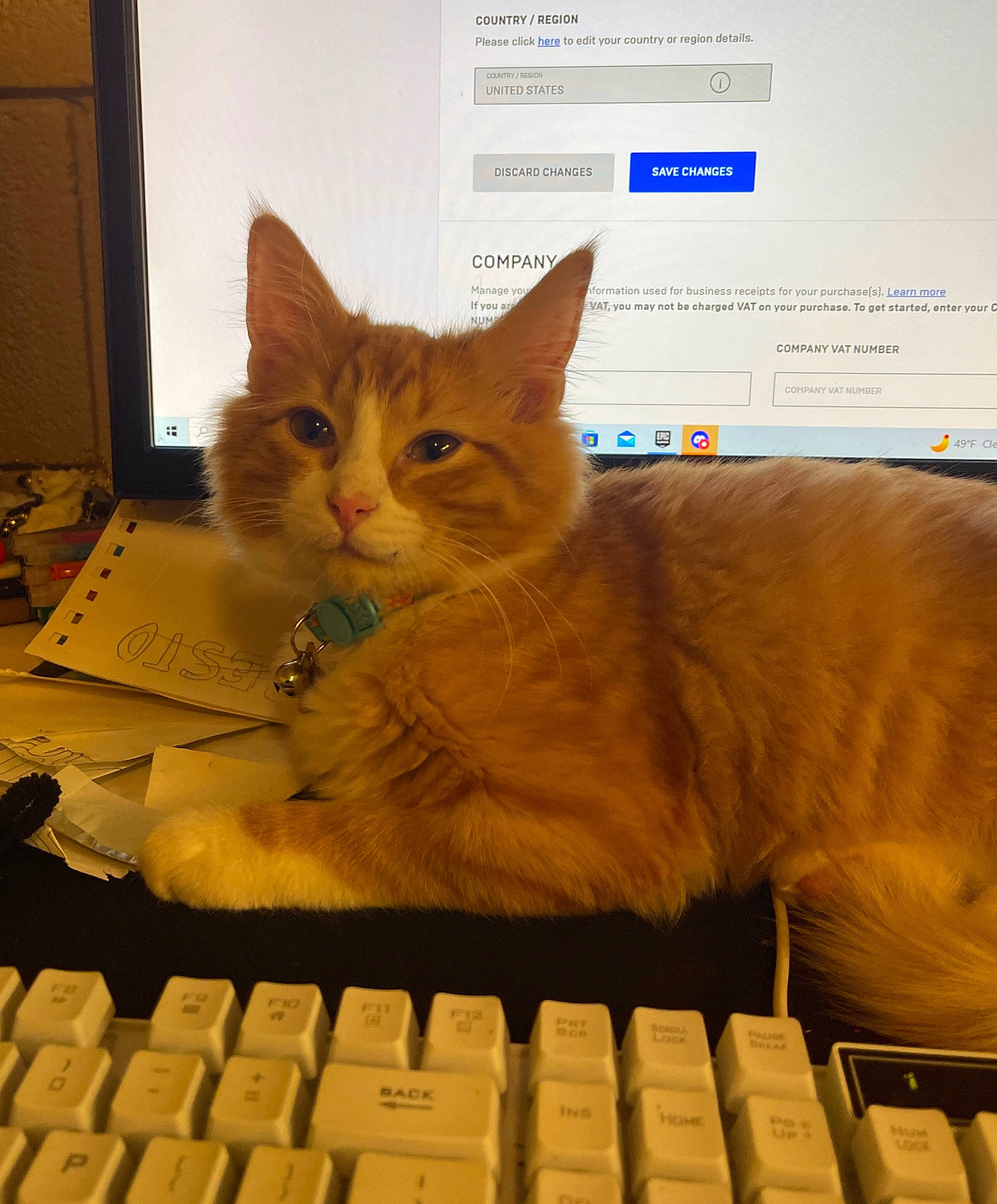 Mercury is registered to the contest to win money with this photo: carnivore, cat, computer, computer_hardware, computer_keyboard, computer_monitor, display_device, electronic_device, felidae, gadget, input_device, netbook, office_equipment, output_device, peripheral, personal_computer, small_to_medium_sized_cats, space_bar, touchpad, whiskers