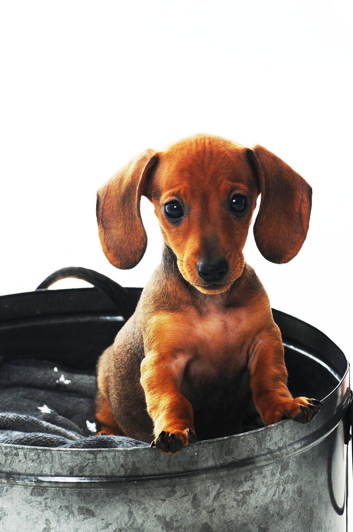 George joined the competition — help win amazing prizes! beagador, canidae, carnivore, companion_dog, dachshund, dog, dog_breed, ear, fawn, mammal, puppy, rare_breed_dog, snout, vertebrate