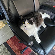 Mr. Thomas joined the competition — help win amazing prizes! armrest, black_and_white, carpet, cat, collar, comfortable, domestic_animal, floor, fluffy, fur, furniture, home, indoor, leg, looking, office_chair, pet, relaxed, sitting, yellow_eyes