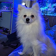 Lulu is registered to the contest to win money with this photo: animal, aquarium, blue_light, companion, couch, cute, dog, domestic, fluffy, fur, furniture, home, indoor, living_room, person, pet, phone, relaxing, sitting, white_dog