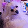 Lulu is registered to the contest to win money with this photo: animal, bowl, chair, companion, cozy, curious, cute, dog, face, fluffy, fur, home, household, indoor, looking_back, pet, pink_ears, portrait, small_dog, white