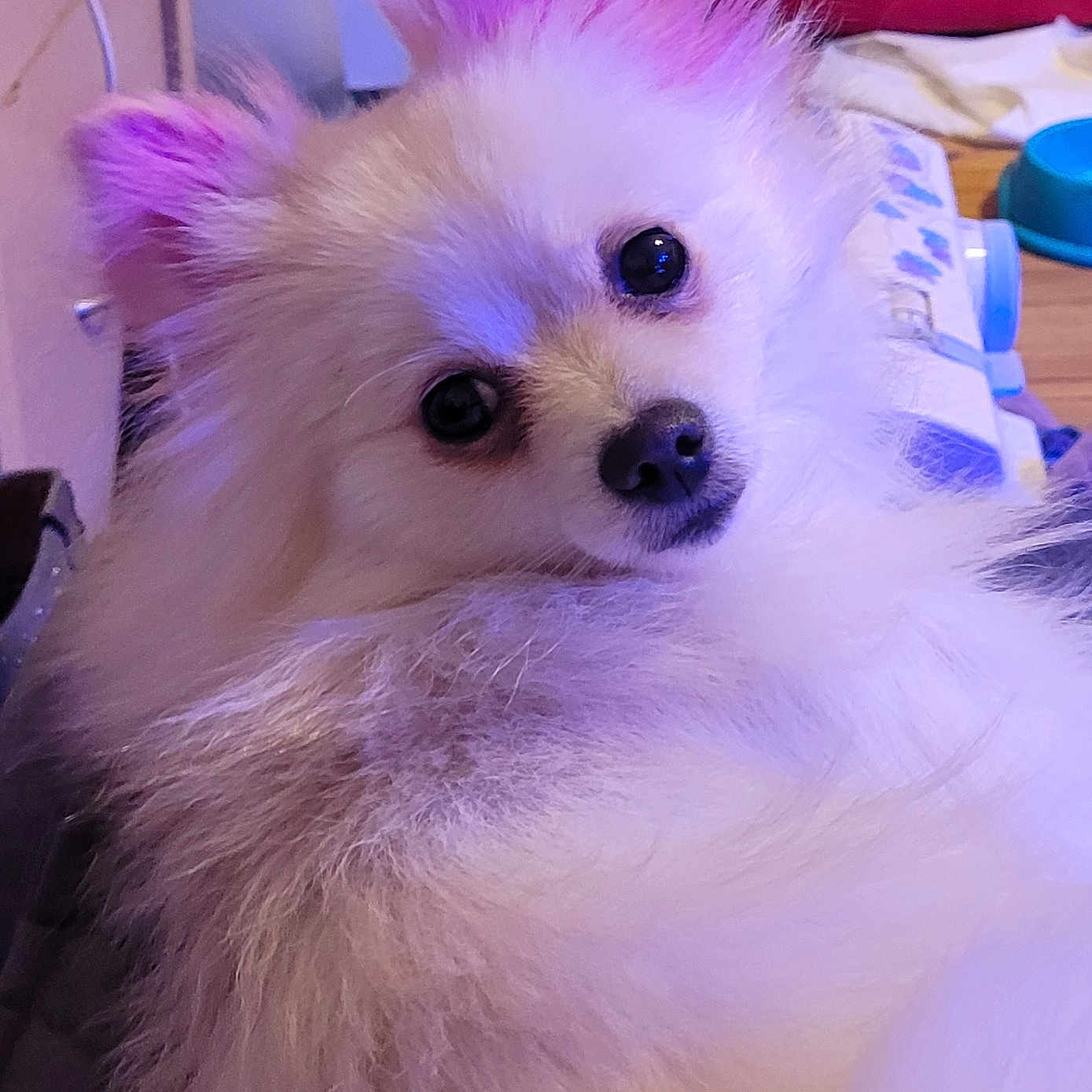 Lulu is registered to the contest to win money with this photo: animal, bowl, chair, companion, cozy, curious, cute, dog, face, fluffy, fur, home, household, indoor, looking_back, pet, pink_ears, portrait, small_dog, white