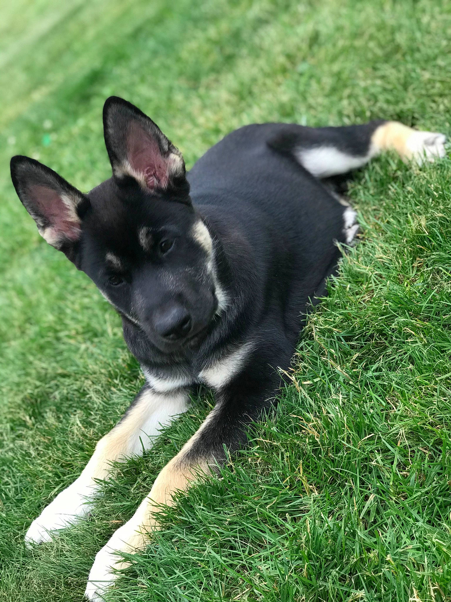 Zues is registered to the contest to win money with this photo: canidae, carnivore, companion_dog, dog, dog_breed, fawn, grass, non_sporting_group, paw, plant, puppy, snout, sporting_group, tail, terrestrial_animal, vertebrate, whiskers, working_animal, working_dog