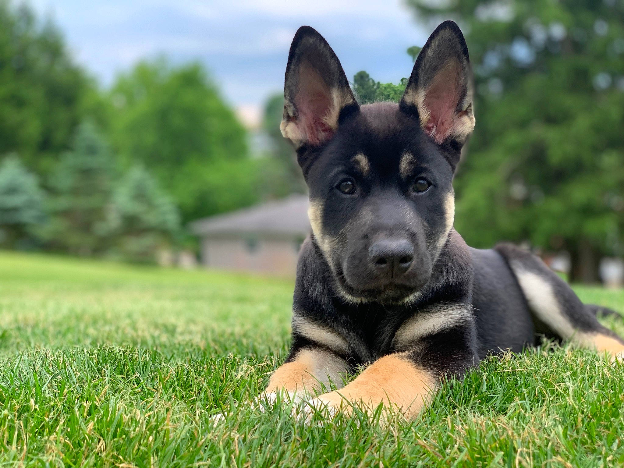 Zues is registered to the contest to win money with this photo: art, canidae, carnivore, cloud, companion_dog, dog, dog_breed, grass, grassland, guard_dog, herding_dog, plant, puppy, sky, snout, sporting_group, toy_dog, tree, working_animal, working_dog
