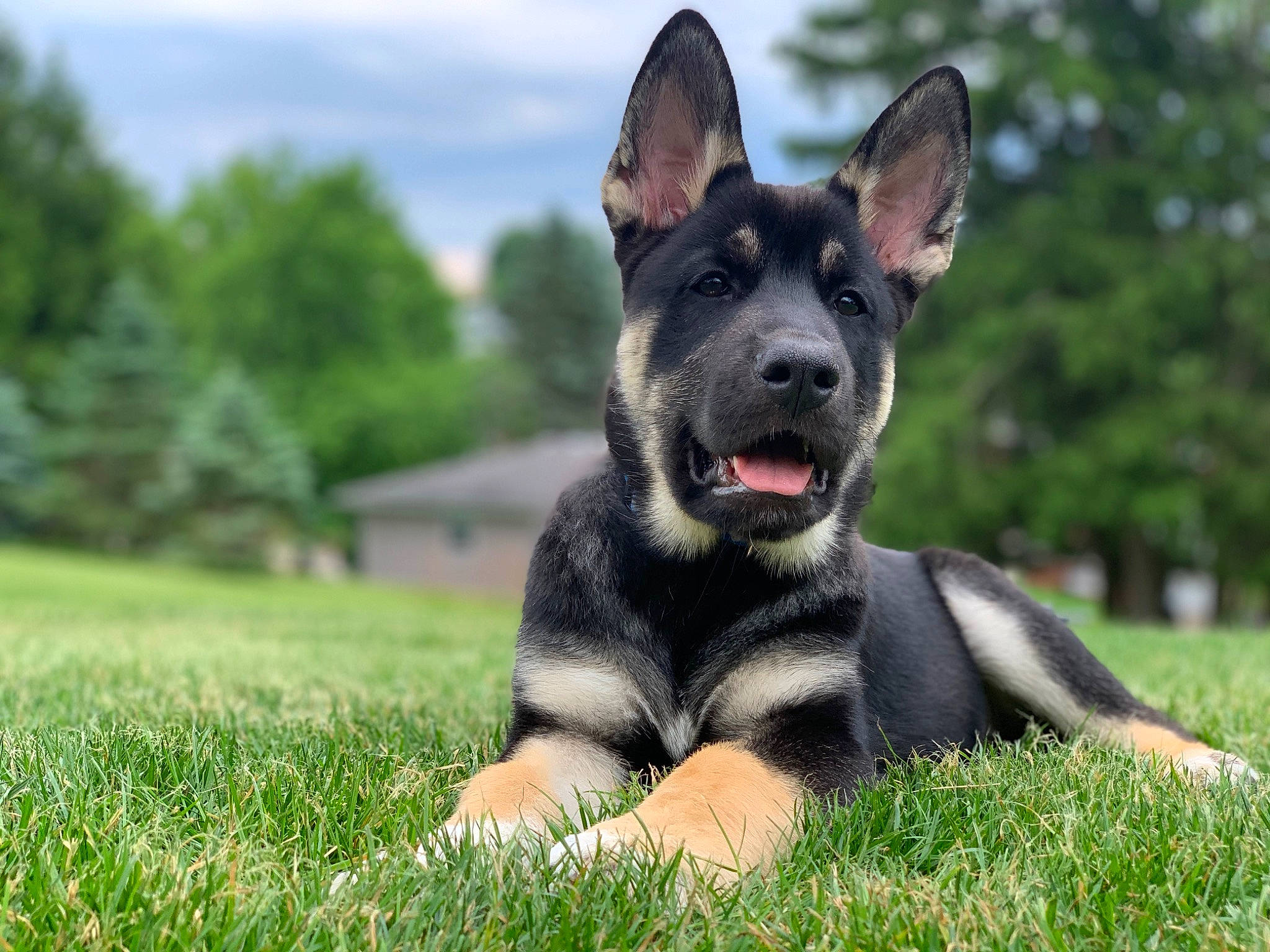 Zues is registered to the contest to win money with this photo: australian_cattle_dog, canidae, carnivore, cloud, companion_dog, dog, dog_breed, grass, grassland, guard_dog, herding_dog, plant, sky, snout, sporting_group, terrestrial_animal, tree, whiskers, wildlife, working_dog