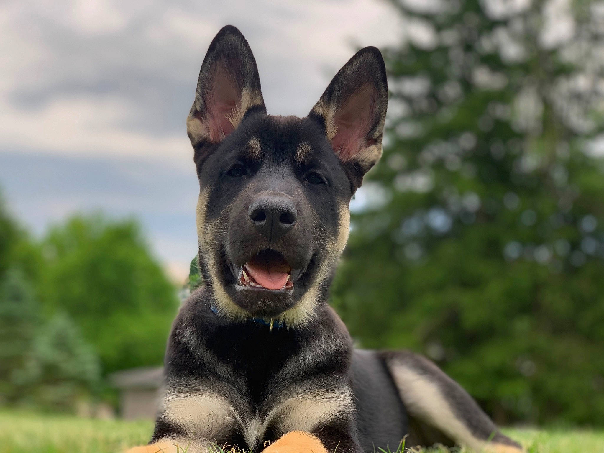 Zues joined the competition — help win amazing prizes! canidae, carnivore, cloud, companion_dog, dog, dog_breed, grass, guard_dog, herding_dog, hunting_dog, non_sporting_group, plant, sky, snout, sporting_group, terrestrial_animal, tree, whiskers, wildlife, working_dog