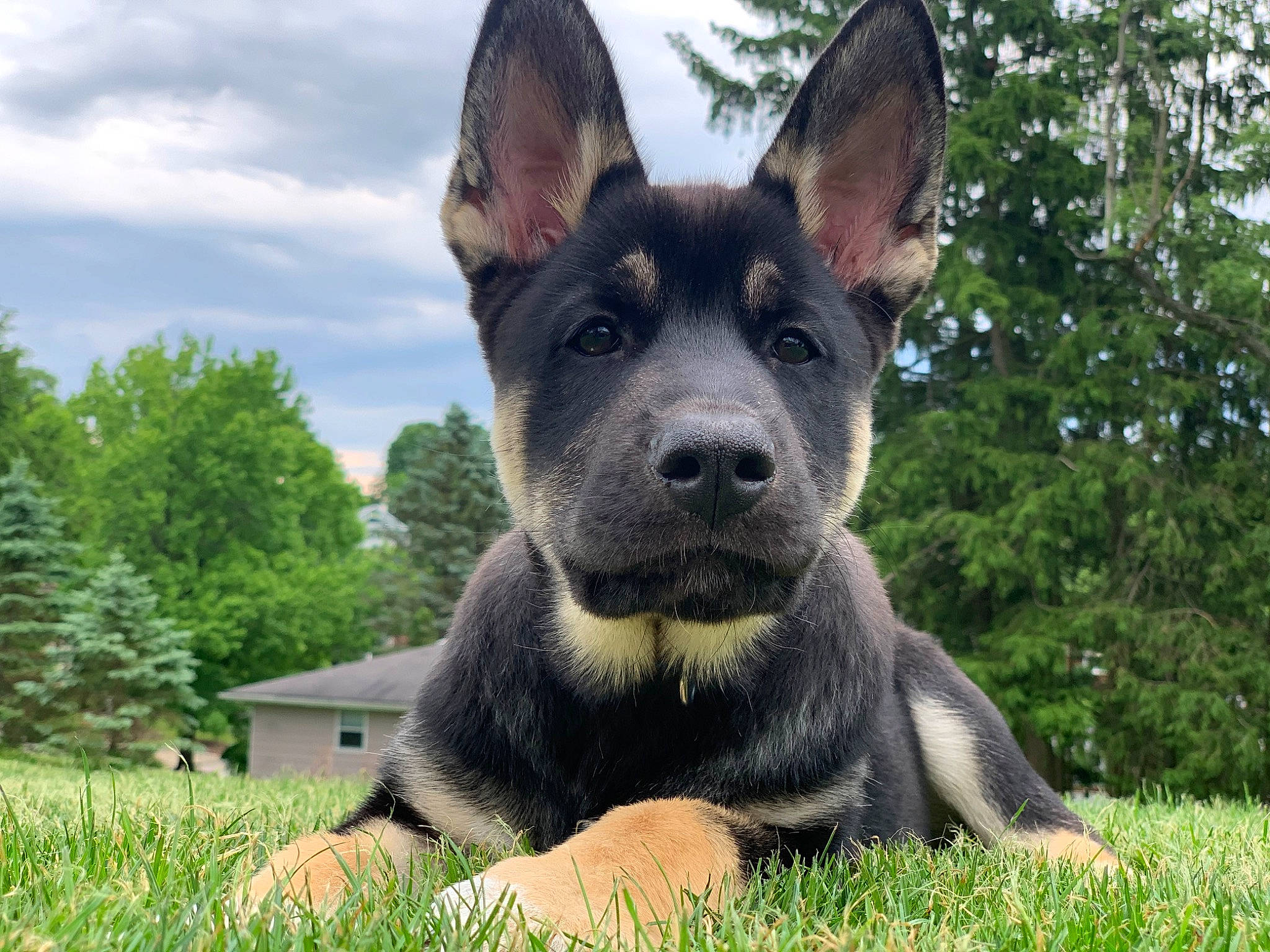 Zues joined the competition — help win amazing prizes! ancient_dog_breeds, australian_cattle_dog, canidae, carnivore, cloud, companion_dog, dog, dog_breed, german_shepherd_dog, grass, guard_dog, herding_dog, plant, sky, snout, sporting_group, terrestrial_animal, tree, working_animal, working_dog