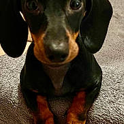 Lola participe au concours pour gagner de l'argent avec cette photo : dog, dachshund, black_and_tan, puppy, pet, animal, sitting, carpet, indoors, portrait, close_up, floppy_ears, large_eyes, short_legs, long_body, paws, fur, floor, home, cute