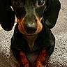 dog, dachshund, black_and_tan, puppy, pet, animal, sitting, carpet, indoors, portrait, close_up, floppy_ears, large_eyes, short_legs, long_body, paws, fur, floor, home, cute
