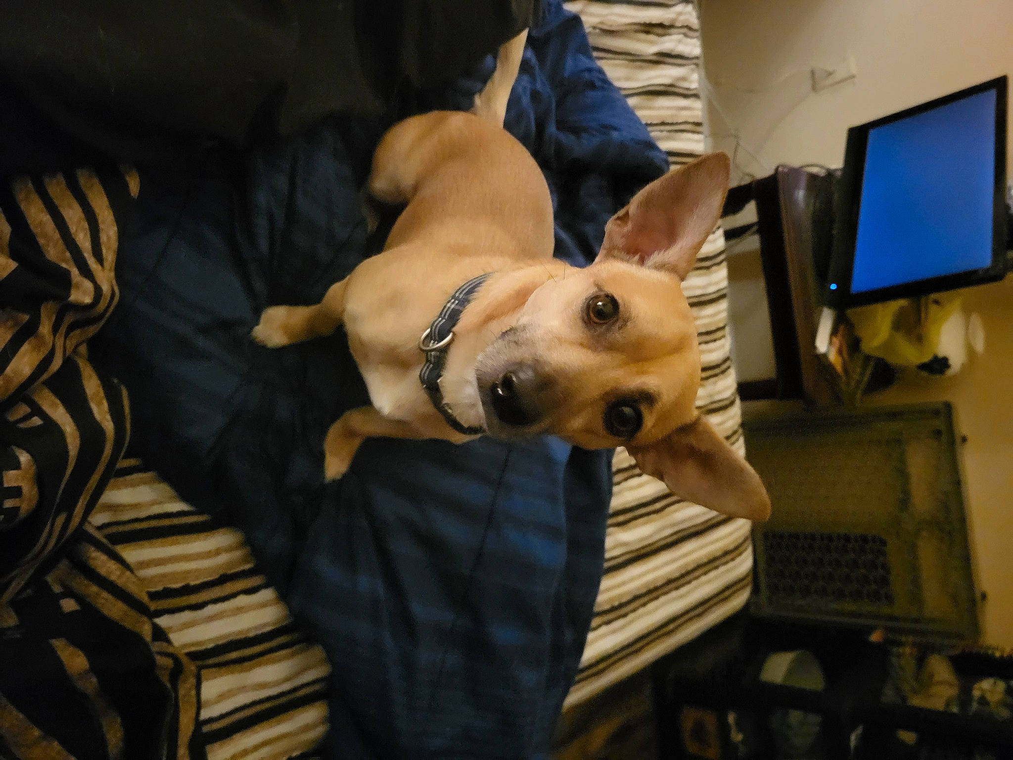 Bruno joined the competition — help win amazing prizes! canidae, carnivore, comfort, companion_dog, computer, computer_monitor, display_device, dog, dog_breed, ear, fawn, output_device, peripheral, personal_computer, snout, sporting_group, sunglasses, toy_dog, whiskers, working_animal