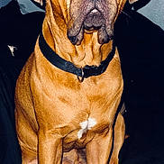 James Franco Iii is registered to the contest to win money with this photo: dog, brown_dog, pet, collar, sitting, portrait, indoor, bed, blanket, paws, nose, eyes, looking_up, fur, chest_patch, attentive, flash, closeup, large_dog, nails