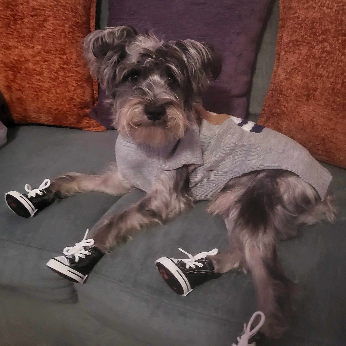 Teddy P joined the competition — help win amazing prizes! animal, architecture, building, canine, clothing, couch, cushion, dog, footwear, furniture, homedecor, indoors, livingroom, pet, puppy, room, runningshoe, shoe, sneaker, terrier