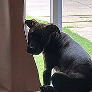 Louie is registered to the contest to win money with this photo: dog, black_dog, pet, indoor, couch, curtain, window, grass, side_view, animal, home, looking_back, shadow, quiet, resting, furniture, domestic, canine, daylight, relaxed