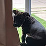 dog, black_dog, pet, indoor, couch, curtain, window, grass, side_view, animal, home, looking_back, shadow, quiet, resting, furniture, domestic, canine, daylight, relaxed
