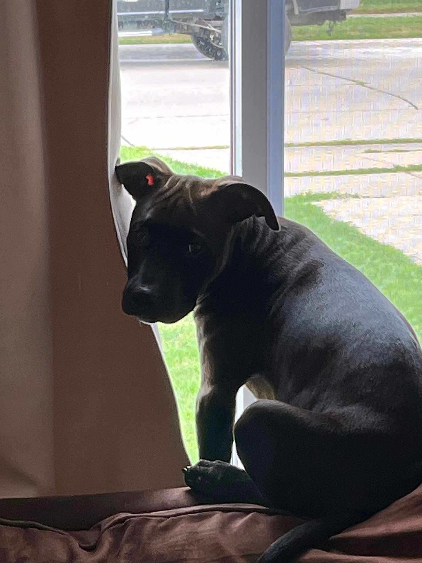 Louie