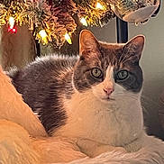 Tommy joined the competition — help win amazing prizes! animal, cat, christmas_tree, cozy, cute, decorations, feline, fluffy_blanket, fur, green_eyes, grey, holiday, indoor, lights, ornament, pet, relaxed, resting, soft, white
