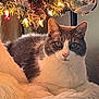 animal, cat, christmas_tree, cozy, cute, decorations, feline, fluffy_blanket, fur, green_eyes, grey, holiday, indoor, lights, ornament, pet, relaxed, resting, soft, white
