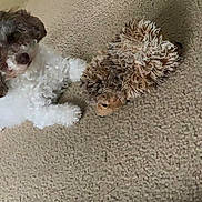 Luna is registered to the contest to win money with this photo: dog, plush_toy, carpet, indoor, pet, white, brown, curly_fur, lying_down, cute, small_dog, toy, floor, cozy, animal, companion, domestic, relaxed, furry, playful