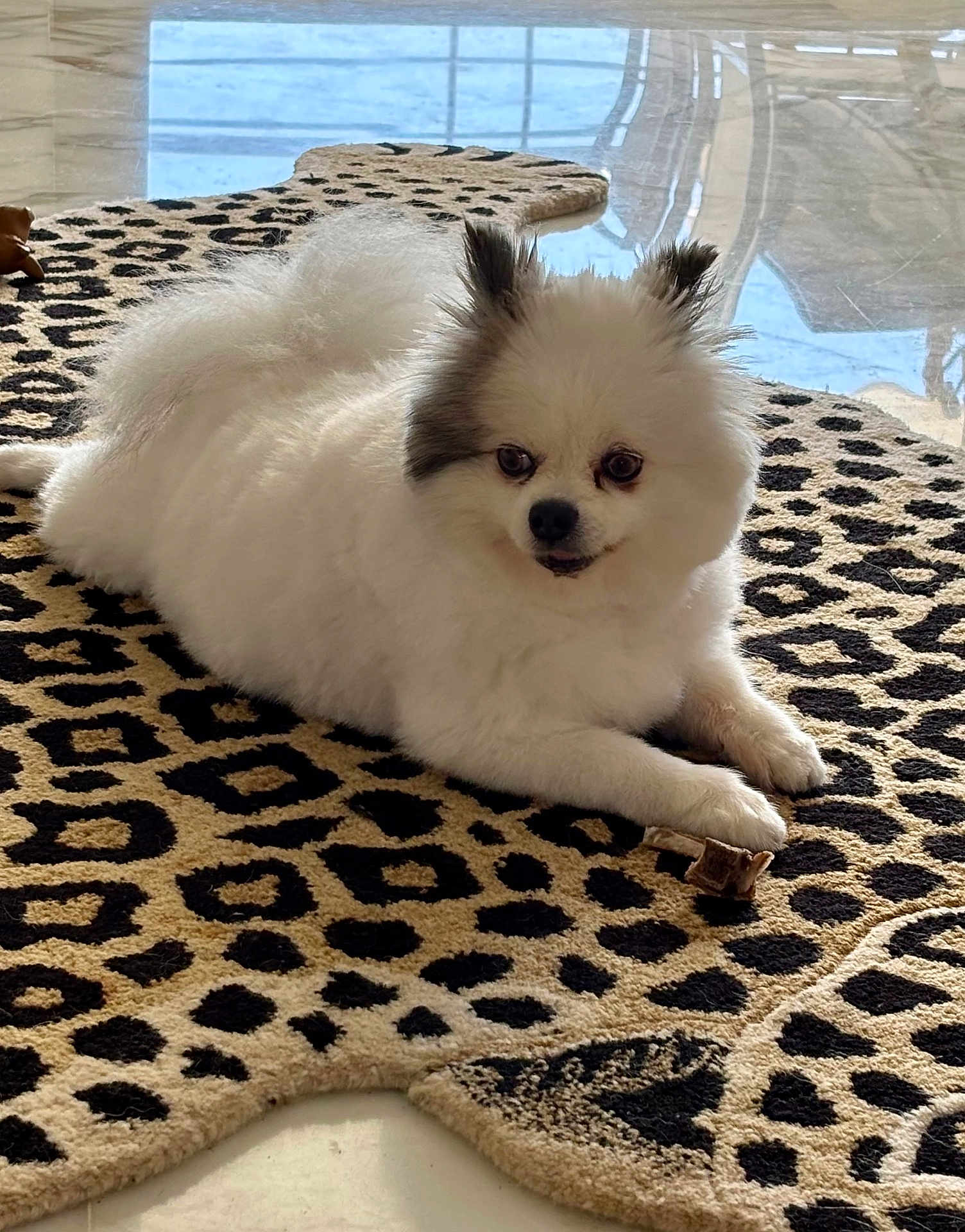 Scarlet a rejoint le concours — aidez-le/la à gagner de superbes lots ! animal, bone, companion, cute, dog, domestic_animal, ears, floor, fluffy, fur, indoor, leopard_print_rug, lying_down, pet, pomeranian, reflection, relaxed, small_dog, toy, white