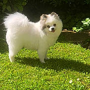Scarlet a rejoint le concours — aidez-le/la à gagner de superbes lots ! adorable, animal, cute, daylight, dog, fluffy, fur, garden, grass, gray_patches, greenery, leaves, nature, outdoor, pet, small_flowers, standing, sunlight, tongue_out, white