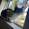 cat, calico_cat, pet, feline, animal, windowsill, window, indoor, outdoor, portrait, sitting, alert, wide_eyes, ears, whiskers, fur, white_fur, black_fur, brown_fur, natural_light