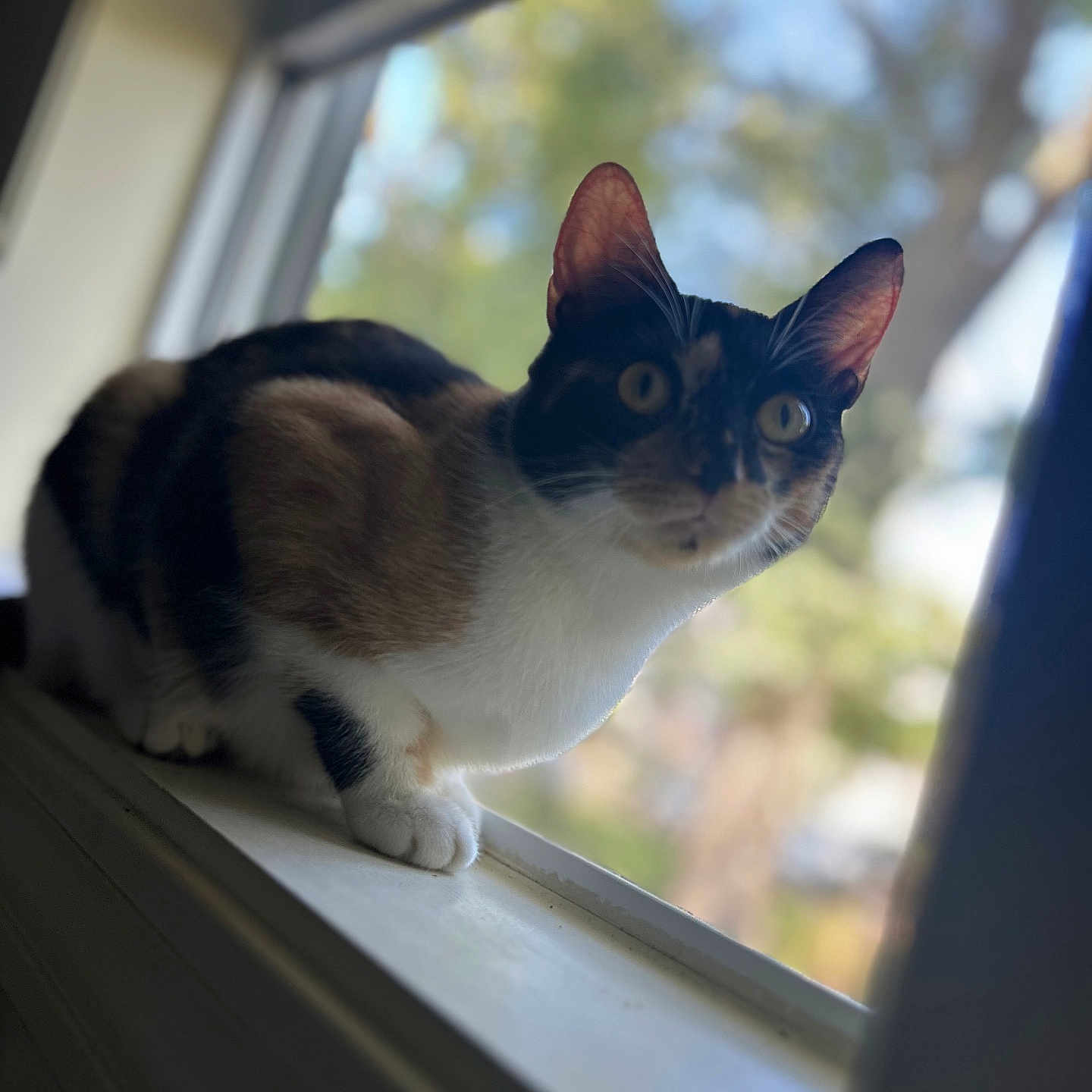 Lulu