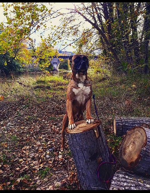 Maya a rejoint le concours — aidez-le/la à gagner de superbes lots ! barrel, carnivore, companion_dog, dog, dog_breed, fawn, grass, landscape, leisure, people_in_nature, plant, soil, sporting_group, tail, tints_and_shades, tree, tree_stump, trunk, wood, working_animal