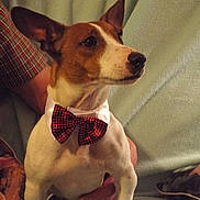 Eliot a rejoint le concours — aidez-le/la à gagner de superbes lots ! animal, attentive, bow_tie, brown_and_white, close_up, collar, companion, cute, cute_pet, dog, ears, fabric, furniture, household, human_arm, indoor, pet, portrait, relaxed, sitting