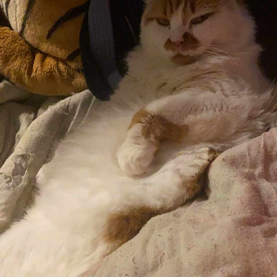 Hamtaro