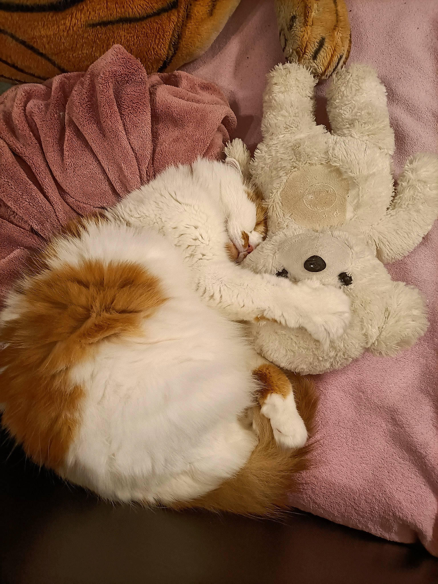 Hamtaro a rejoint le concours — aidez-le/la à gagner de superbes lots ! carnivore, cat, claw, comfort, companion_dog, creative_arts, fawn, felidae, fur, hat, pattern, paw, plush, small_to_medium_sized_cats, stuffed_toy, tail, toy, whiskers, wool