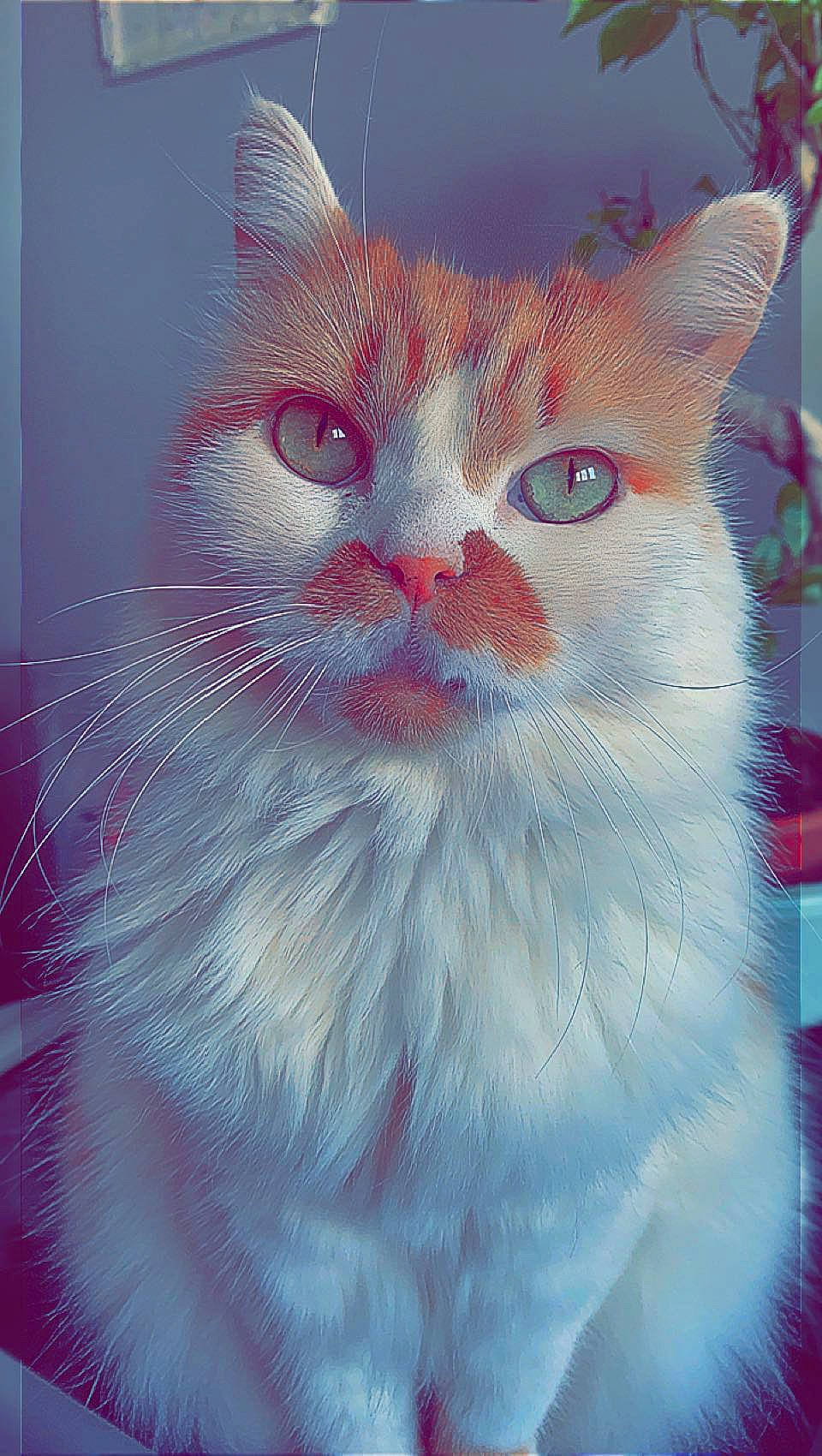 Hamtaro a rejoint le concours — aidez-le/la à gagner de superbes lots ! art, carnivore, cat, close_up, domestic_short_haired_cat, eye, felidae, fur, head, illustration, iris, magenta, paint, painting, small_to_medium_sized_cats, snout, tail, terrestrial_animal, whiskers, window