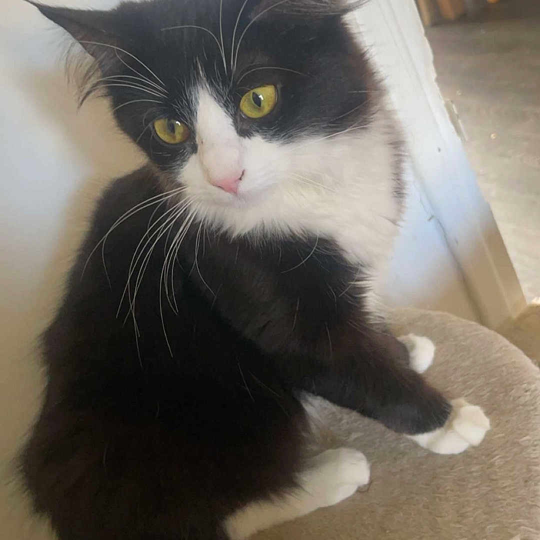Titi a rejoint le concours — aidez-le/la à gagner de superbes lots ! animal, black_and_white, cat, curious, cushion, domestic_animal, doorway, feline, fluffy, fur, household, indoor, mammal, paws, pet, seated, table, tablecloth, whiskers, yellow_eyes