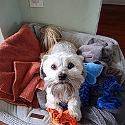 Shaggy joined the competition — help win amazing prizes! animal, blanket, blue_toy, collar, comfort, cozy, cute, dog, dog_bed, fur, home, indoor, orange_toy, paw, pet, relaxed, small_dog, toy, white_dog, wooden_floor