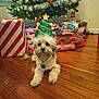 dog, christmas_tree, holiday, hat, gift, present, wooden_floor, decorations, indoor, festive, pet, cute, animal, fur, christmas_lights, ornament, celebration, seasonal, home, relaxing