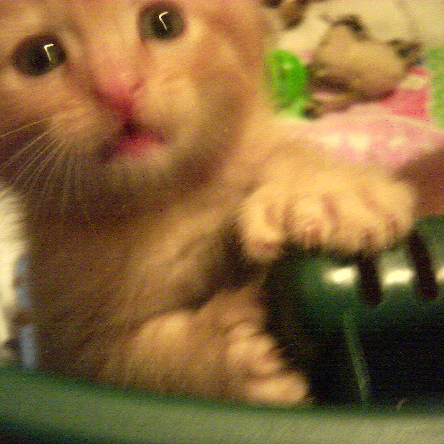 Tommy Six Toes Balducci joined the competition — help win amazing prizes!