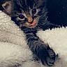 kitten, cat, tongue_out, fluffy, cute, cozy, blanket, soft_texture, fur, pet, animal, indoor, young, small, face, whiskers, paw, adorable, heart, closeup