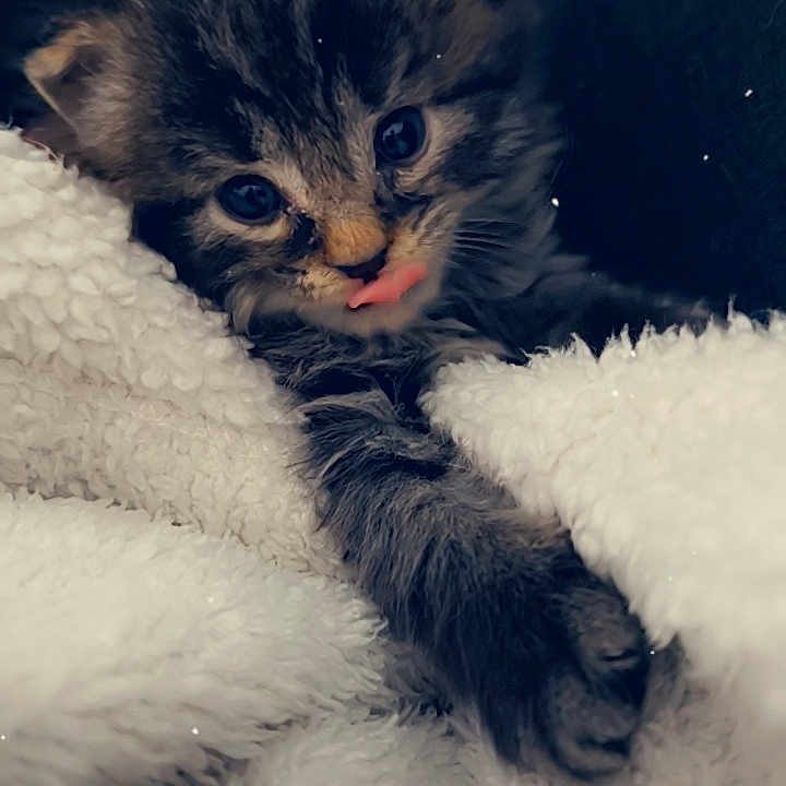 Boris participe au concours pour gagner de l'argent avec cette photo : kitten, cat, fur, tongue, blanket, cozy, cute, animal, pet, soft, furry, paw, sleepy, young, closeup, indoor, warm, small, adorable, resting