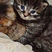 Boris participe au concours pour gagner de l'argent avec cette photo : kitten, cat, animal, baby, cute, fur, blue_eyes, small, cuddle, snuggle, cozy, texture, closeup, portrait, pet, indoor, young, mammal, whiskers, resting