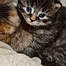 kitten, cat, animal, baby, cute, fur, blue_eyes, small, cuddle, snuggle, cozy, texture, closeup, portrait, pet, indoor, young, mammal, whiskers, resting