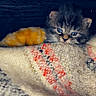 Boris participe au concours pour gagner de l'argent avec cette photo : kitten, cat, blue_eyes, blanket, cozy, cute, furry, pet, animal, indoor, close_up, warm, snuggly, soft_texture, heart_emoji, adorable, resting, small, young, comfort
